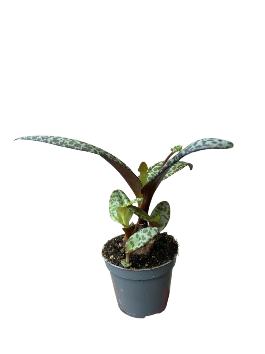 Ledebouria socialis