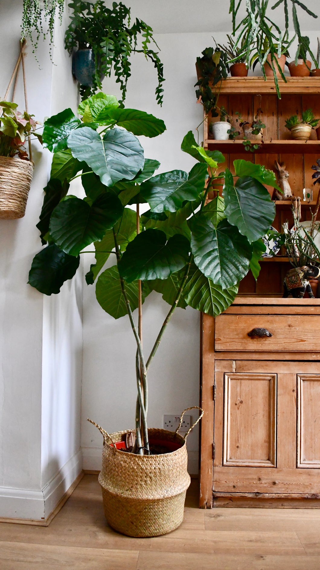 Ficus Umbellata 50Ø 240cm