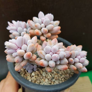 Pachyphytum Machucae