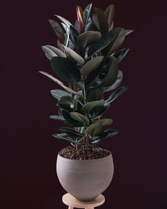 Ficus elastica Abidjan 90cm 3 pcs.