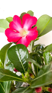 Tinūtras Adenium Anouk