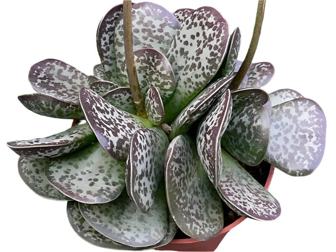 Adromischus rupicola