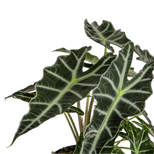 Alokazija Alocasia Polly