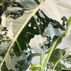 Alocasia Frydek Variegata