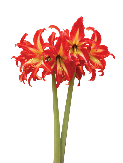 Meilenis Hippeastrum Sonatini Swazi