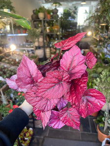 Begonia Rex Begonija Karališkoji margalapė