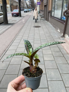 Ledebouria socialis