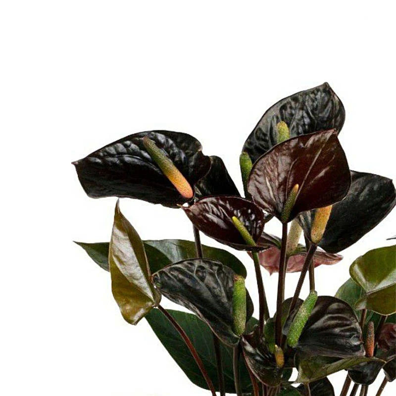 Antūris Anthurium Black love – Gipsygarden