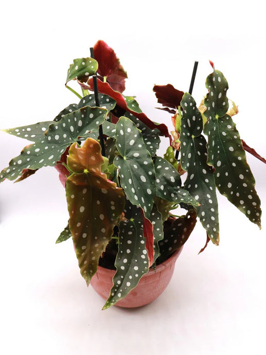 Begonia maculata Polka dot