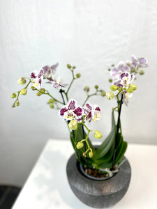 Orchid Phalaenopsis mix1