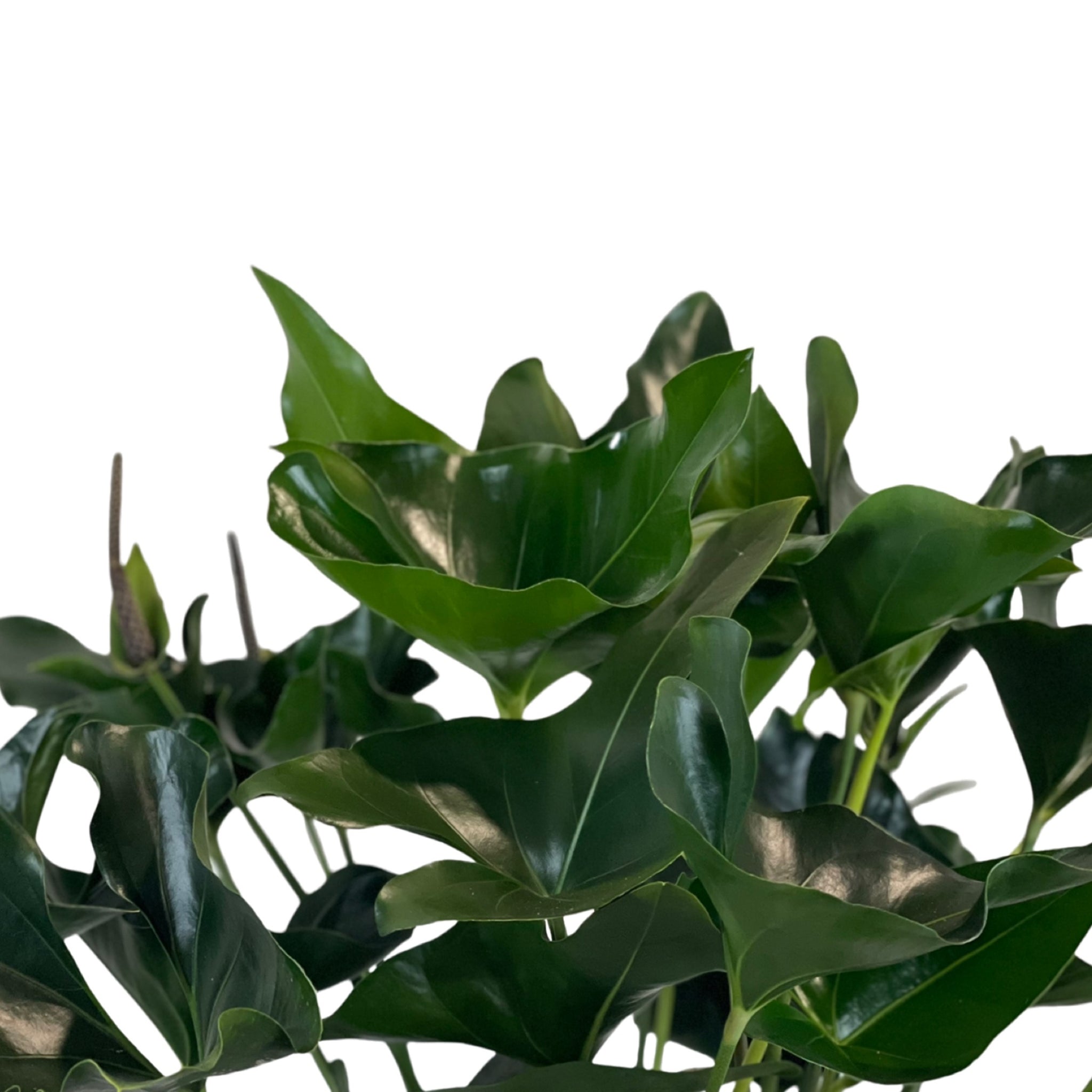anthurium arrow plant Anthurium Arrow Anthurium – Gipsygarden