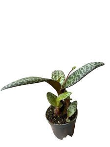 Ledebouria socialis