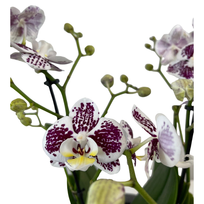 Orchidėja Phalaenopsis  mix1