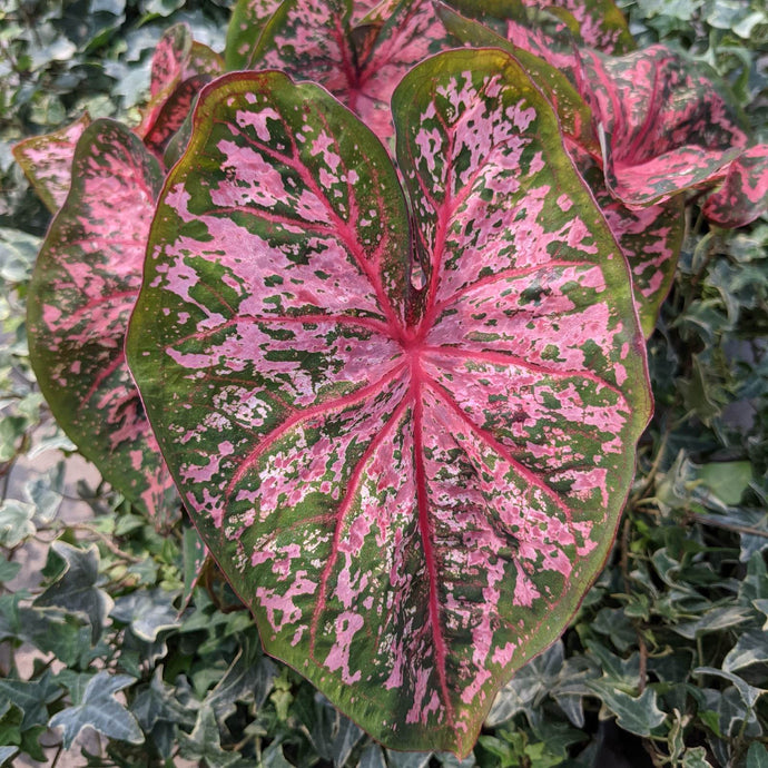 Caladium Pink beauty