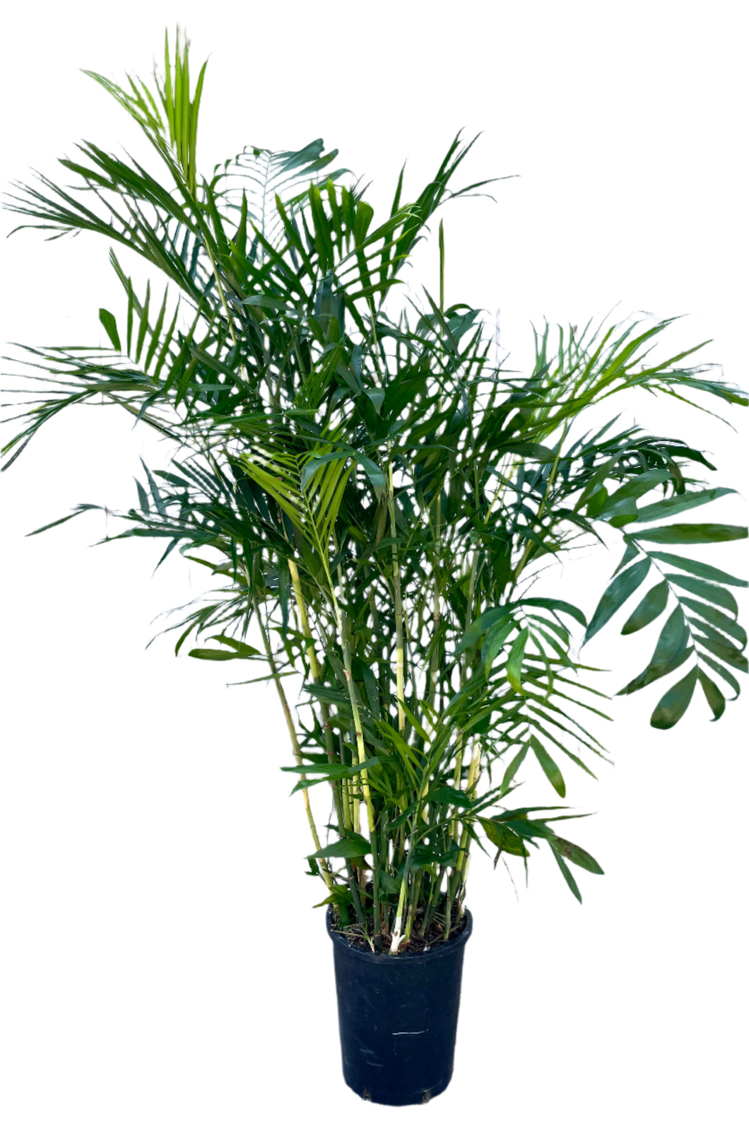 Chamaedorea seifrizii