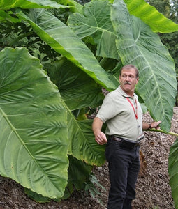COLOCASIA ESCULENTA (ELEPHANT EAR) ‘Jumbo Taro'