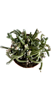 Avonia quinaria ssp. Alstonii