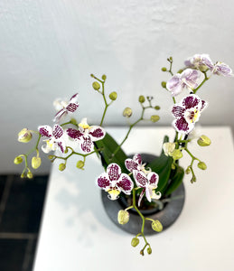 Orchid Phalaenopsis mix1