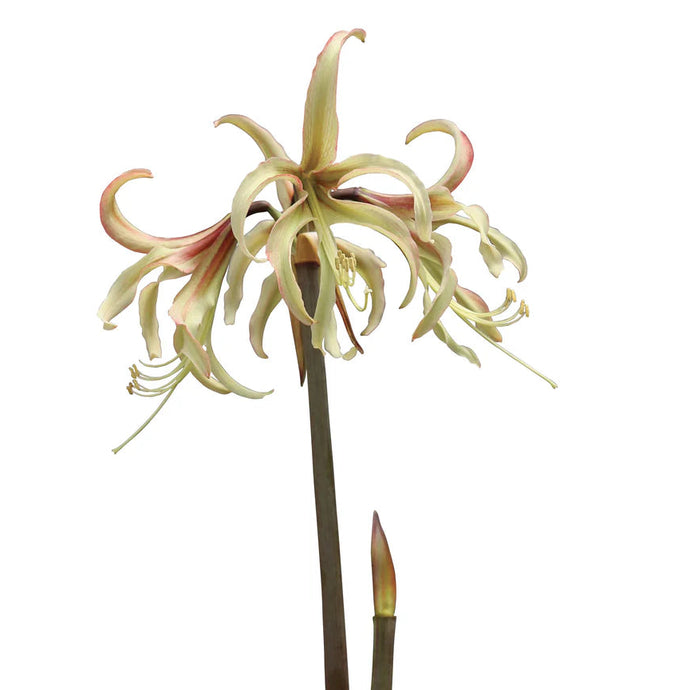 Meilenis Hippeastrum Sonatini Juniper