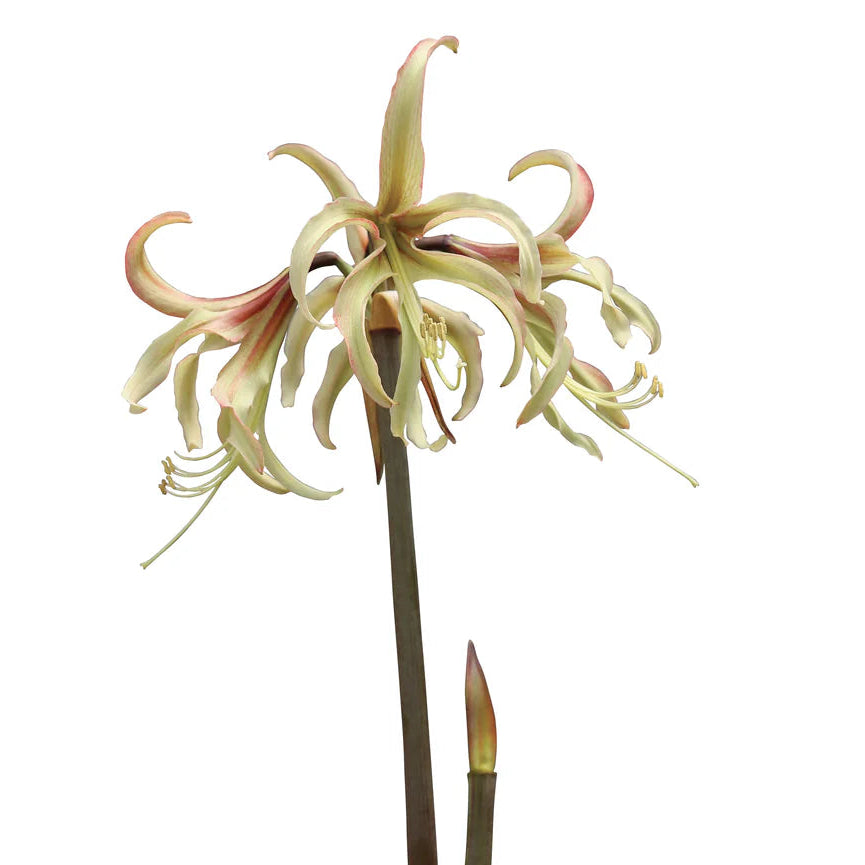 Meilenis Hippeastrum Sonatini Juniper