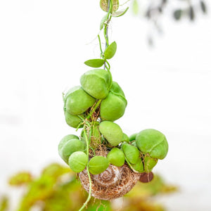 Dischidia pectenoides Snaily dishidia