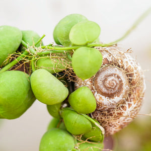 Dischidia pectenoides Snaily dishidia