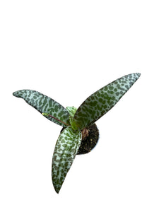 Ledebouria socialis