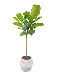 Lyralapis fikusas Ficus lyrata