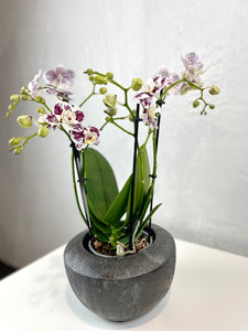 Orchid Phalaenopsis mix1