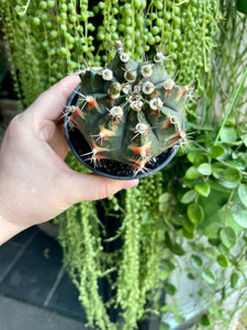 Gymnocalycium variegata