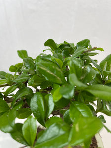 Bonsai Ficus Carmona