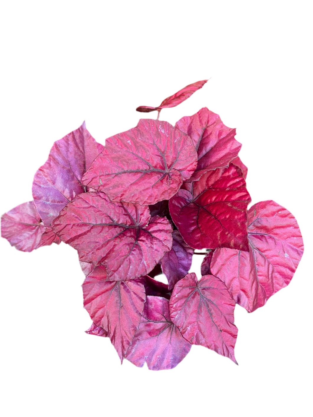 Begonia Rex Begonija Karališkoji margalapė