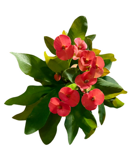 Euphorbia millii Red