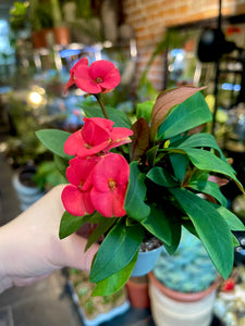 Euphorbia millii Red Maxi Olympia