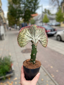 Euphorbia Lactea cristata