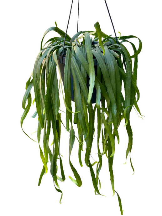 Lepismium Bolivianum