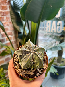 Astrophytum myriostigma cv. fukuryu (Type B)