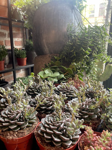 Graptopetalum Vega