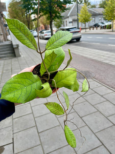 Vaškuolė Hoya Sp Sabah