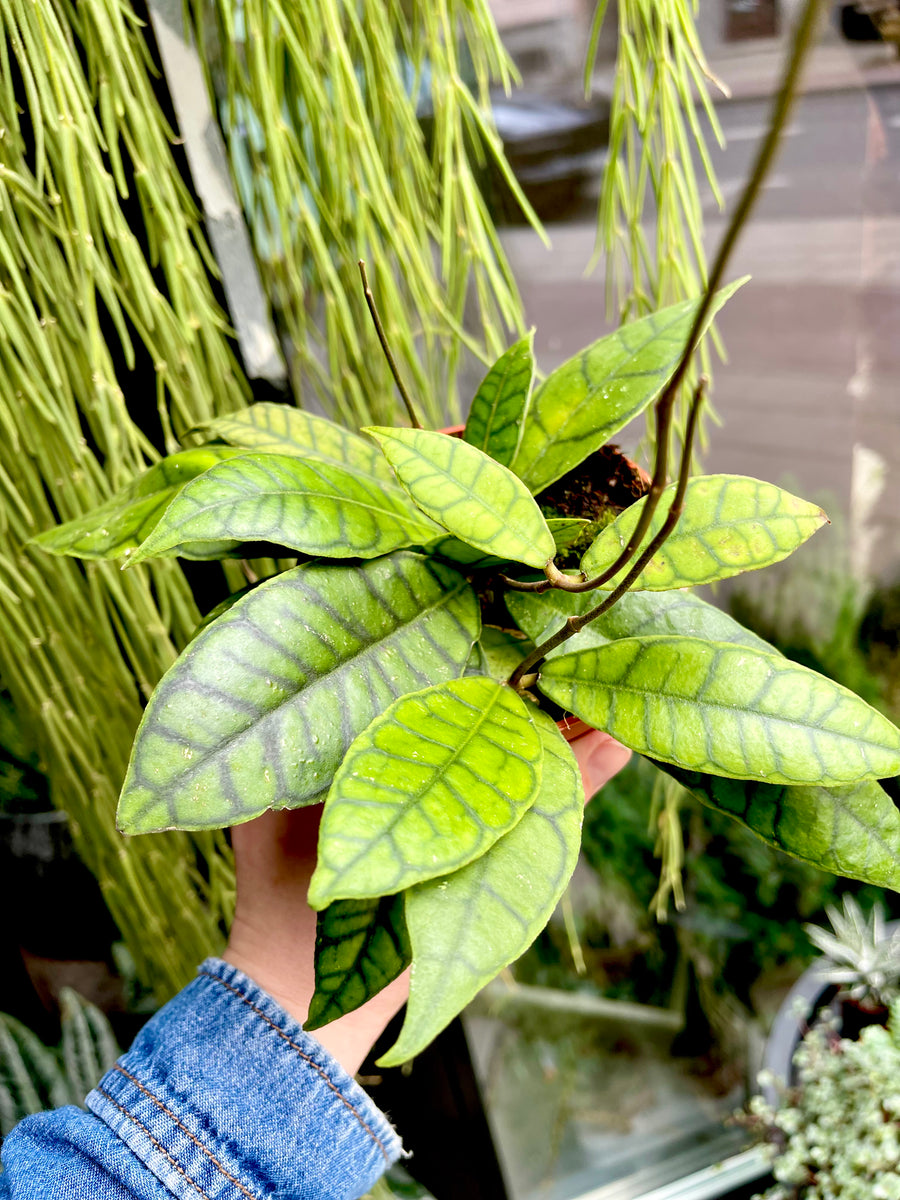 Hoya Callistophylla – Gipsygarden