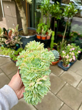 Translation missing: lt.sections.featured_product.gallery_thumbnail_alt