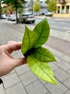 Hoya Callistophylla