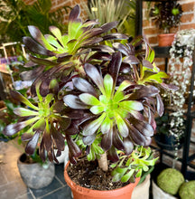 Translation missing: lt.sections.featured_product.gallery_thumbnail_alt