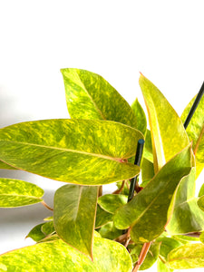 Philodendron Painted Lady