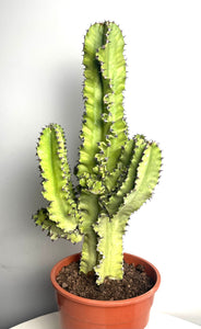 Euphorbia Ingens Erytrea variagata