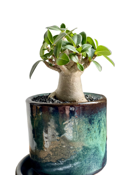 Tinūtras Adenium arabicum