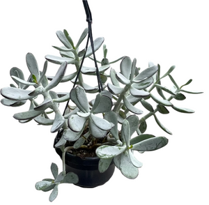 Cotyledon silver peak