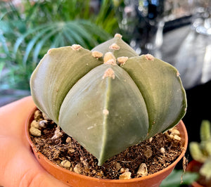 Astrophytum nudum quadricostatum