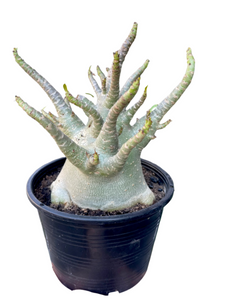 Tinūtras Adenium arabicum