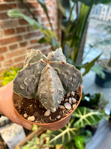 Astrophytum myriostigma cv. fukuryu (Type B)